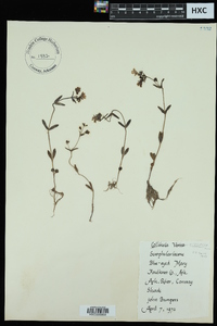 Collinsia violacea image