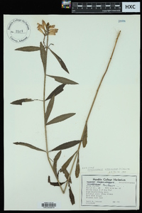 Physostegia virginiana image