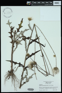 Cirsium carolinianum image