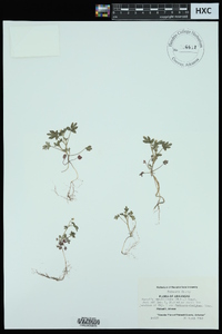 Phacelia ranunculacea image