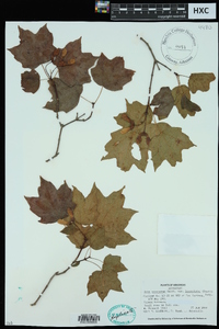 Acer saccharum var. leucoderme image