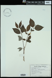 Philadelphus pubescens image