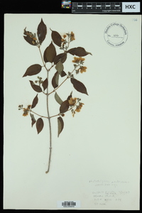 Philadelphus pubescens image