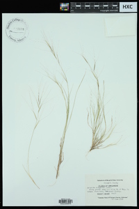 Aristida oligantha image