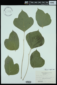 Pueraria montana var. lobata image