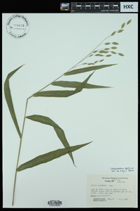 Chasmanthium latifolium image