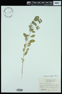 Euphorbia commutata image