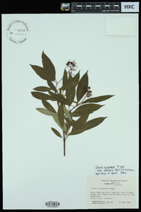 Cornus amomum subsp. obliqua image