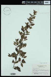 Ilex vomitoria image