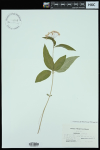 Asclepias quadrifolia image