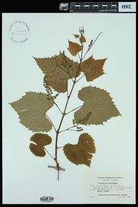 Vitis cinerea image