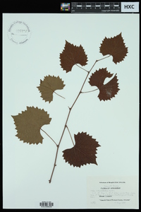 Vitis rotundifolia image