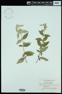 Pycnanthemum incanum image