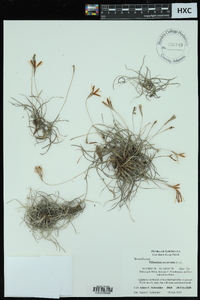 Tillandsia recurvata image