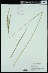 Paspalum floridanum image