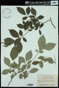 Styrax americanus image