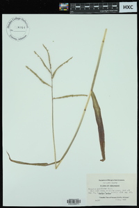 Paspalum pubiflorum image