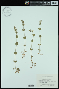 Scutellaria parvula image