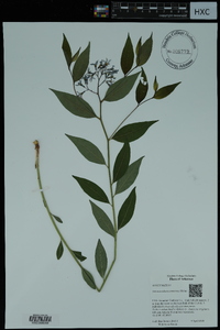 Amsonia tabernaemontana image