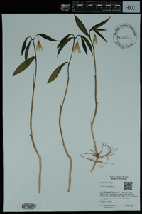 Uvularia sessilifolia image