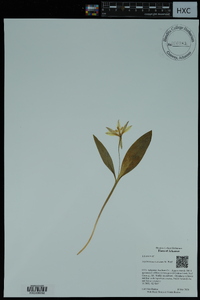 Erythronium rostratum image