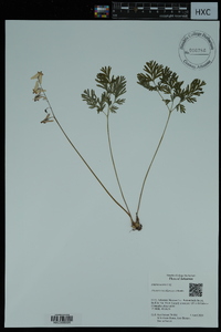 Dicentra cucullaria image