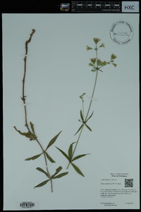 Silene stellata image