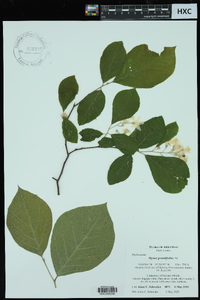 Styrax grandifolius image