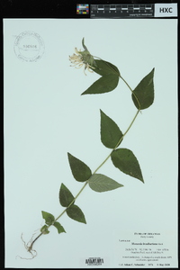 Monarda bradburiana image