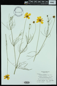 Coreopsis grandiflora image