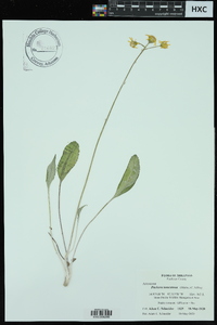 Packera tomentosa image