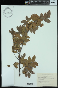 Ulmus serotina image