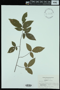 Ulmus alata image