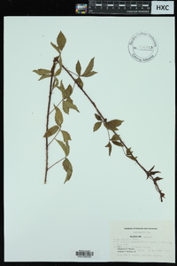 Rubus trivialis image