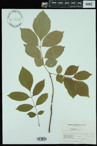 Fraxinus caroliniana image