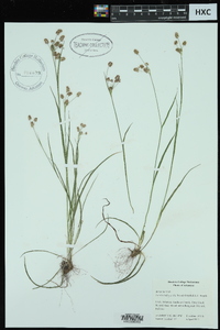 Luzula bulbosa image