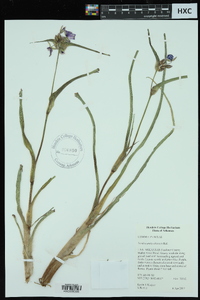 Tradescantia ohiensis image