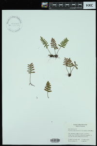 Pleopeltis polypodioides image