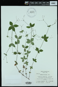 Galium circaezans image