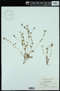 Phacelia dubia image