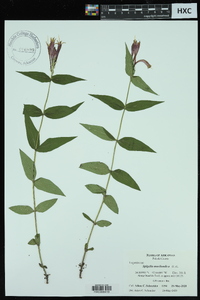 Spigelia marilandica image