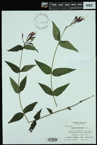 Spigelia marilandica image