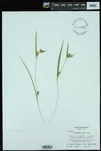 Carex glaucescens image