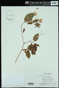 Impatiens pallida image