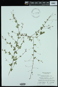 Lespedeza procumbens image