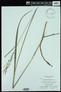 Paspalum floridanum image