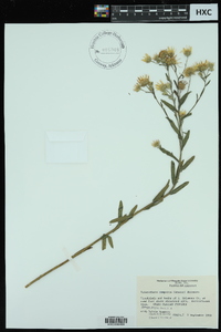 Heterotheca camporum image