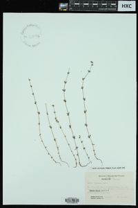 Galium virgatum image