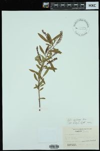 Salix caroliniana image