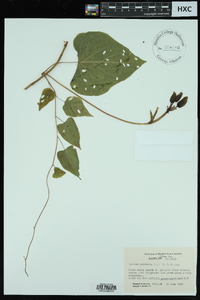 Ipomoea pandurata image